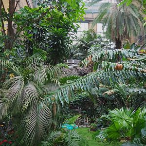 View in the Winter garden/Butterfly house, 2021-06-12