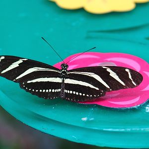Zebra longwing (Heliconius charithonia), 2021-06-12