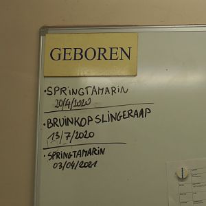 Recent births in the Small monkey house, 2021-06-12