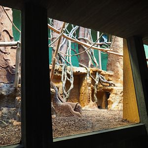 Small monkey house - First part of the Mantled colobus exhibit, 2021-06-12