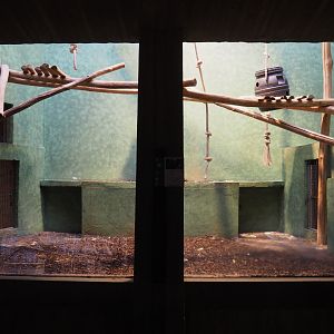 Small monkey house - Second part of the Mantled colobus exhibit, 2021-06-12
