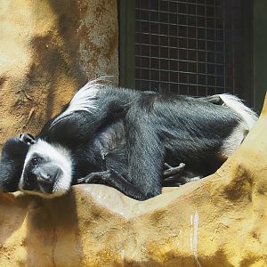 Mantled Colobus (Colobus guereza), 2021-06-12