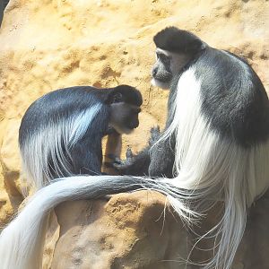 Mantled Colobus (Colobus guereza), 2021-06-12