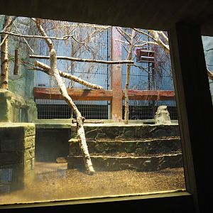 Small monkey house - Bearded emperor tamarin exhibit, 2021-06-12