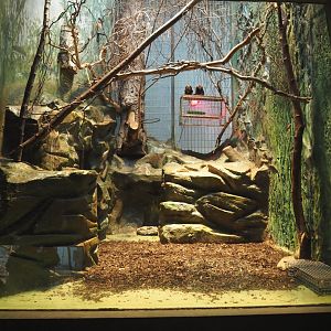 Small monkey house - Golden-headed lion tamarin exhibit, 2021-06-12