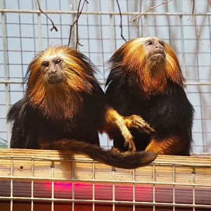 Golden-headed lion tamarins  (Leontopithecus chrysomelas), 2021-06-12