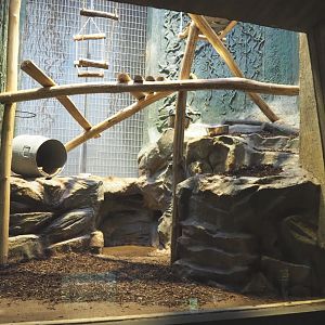 Small monkey house - Geriatric Red-ruffed lemur exhibit, 2021-06-12