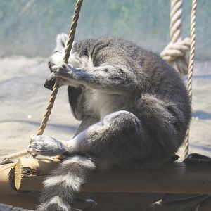 Ring-tailed lemur (Lemur catta), 2021-06-12