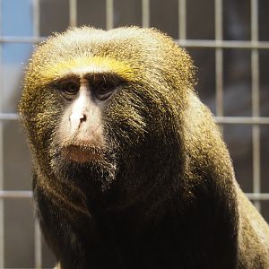 Hamlyn's monkey (Cercopithecus hamlyni), 2021-06-12