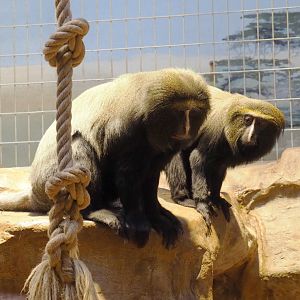 Hamlyn's monkeys (Cercopithecus hamlyni), 2021-06-12