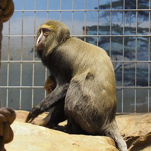 Hamlyn's monkeys (Cercopithecus hamlyni), 2021-06-12
