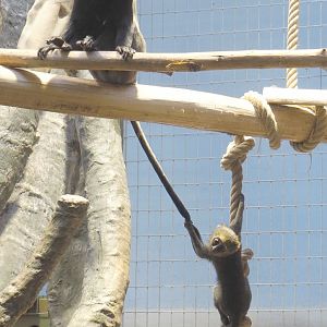 Hamlyn's monkey (Cercopithecus hamlyni), 2021-06-12