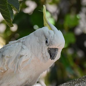 Citron-crested cockatoo (Cacatua sulphurea citrinocristata) - Bioparc de Genève