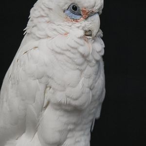 Little corella (Cacatua sanguinea) - Bioparc de Genève