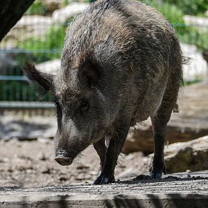 Central European wild boar (Sus scrofa scrofa) - Bioparc de Genève