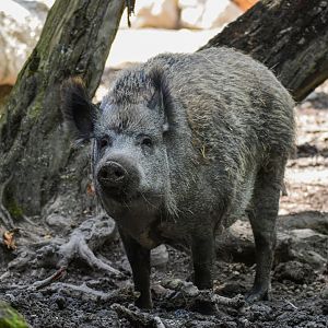 Central European wild boar (Sus scrofa scrofa) - Bioparc de Genève