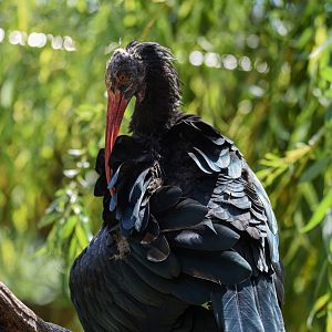 Northern bald ibis (Geronticus eremita) - Bioparc de Genève