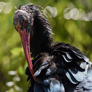 Northern bald ibis (Geronticus eremita) - Bioparc de Genève