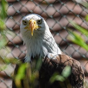 Bald eagle (Haliaeetus leucocephalus) - Bioparc de Genève