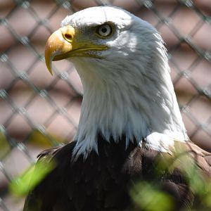 Bald eagle (Haliaeetus leucocephalus) - Bioparc de Genève