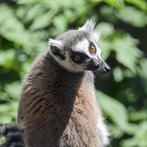 Ring-tailed lemur (Lemur catta) - Bioparc de Genève