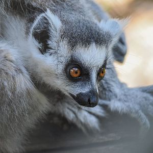 Ring-tailed lemur (Lemur catta) - Bioparc de Genève