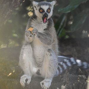 Ring-tailed lemur (Lemur catta) - Bioparc de Genève