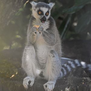 Ring-tailed lemur (Lemur catta) - Bioparc de Genève