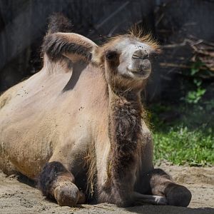 Bactrian camel (Camelus ferus f. bactrianus) - Bioparc de Genève