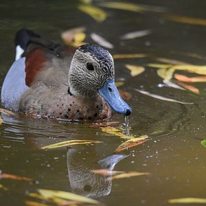 Ringed teal (Callonetta leucophrys) - Bioparc de Genève