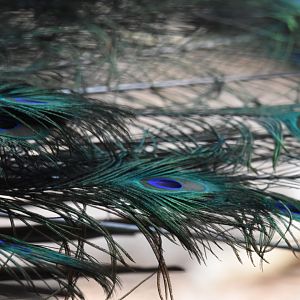 Indian peafowl (Pavo cristatus) - Bioparc de Genève