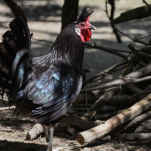 Appenzell crested hen (Gallus gallus f. domestica) - Bioparc de Genève
