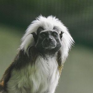Cotton-top tamarin (Saguinus oedipus) - Bioparc de Genève
