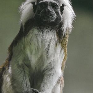 Cotton-top tamarin (Saguinus oedipus) - Bioparc de Genève