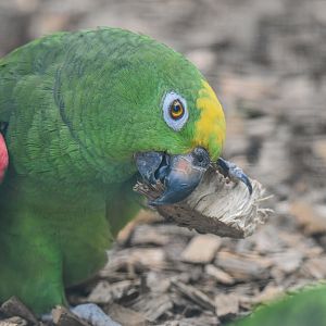 Yellow-crowned amazon (Amazona ochrocephala) - Bioparc de Genève
