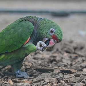 Vinaceous-breasted amazon (Amazona vinacea) - Bioparc de Genève
