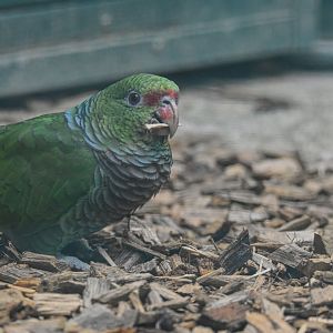 Vinaceous-breasted amazon (Amazona vinacea) - Bioparc de Genève