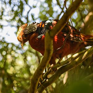 Golden pheasant (Chrysolophus pictus) - Bioparc de Genève