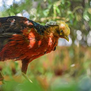 Golden pheasant (Chrysolophus pictus) - Bioparc de Genève