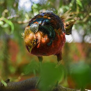 Golden pheasant (Chrysolophus pictus) - Bioparc de Genève