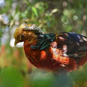 Golden pheasant (Chrysolophus pictus) - Bioparc de Genève