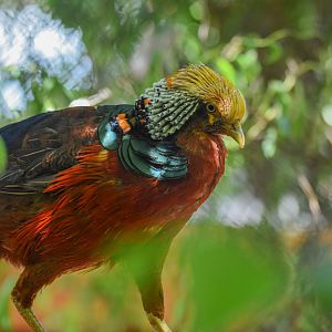 Golden pheasant (Chrysolophus pictus) - Bioparc de Genève