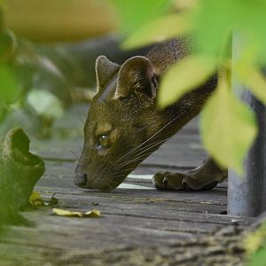 Fosa (Cryptoprocta ferox) - Bioparc de Genève