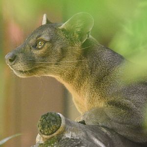 Fosa (Cryptoprocta ferox) - Bioparc de Genève