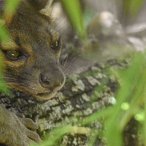 Fosa (Cryptoprocta ferox) - Bioparc de Genève