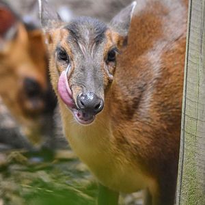 (Funny) Reeves' muntjac (Muntiacus reevesi) - Bioparc de Genève