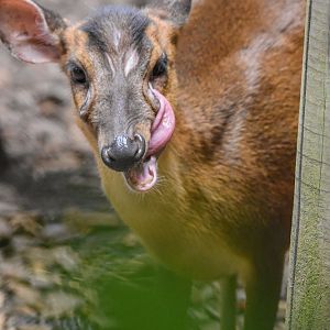 (Funny) Reeves' muntjac (Muntiacus reevesi) - Bioparc de Genève