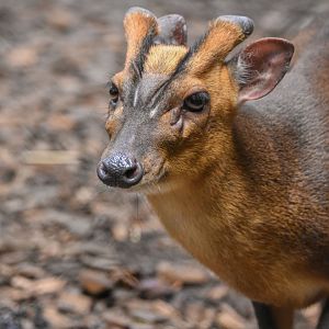 Reeves' muntjac (Muntiacus reevesi) - Bioparc de Genève