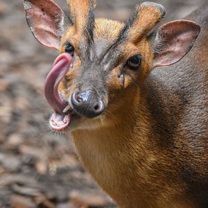 (Funny) Reeves' muntjac (Muntiacus reevesi) - Bioparc de Genève