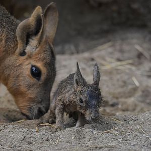 A baby Patagonian mara (Dolichotis patagonum) that was born before my eyes - Bioparc de Genève